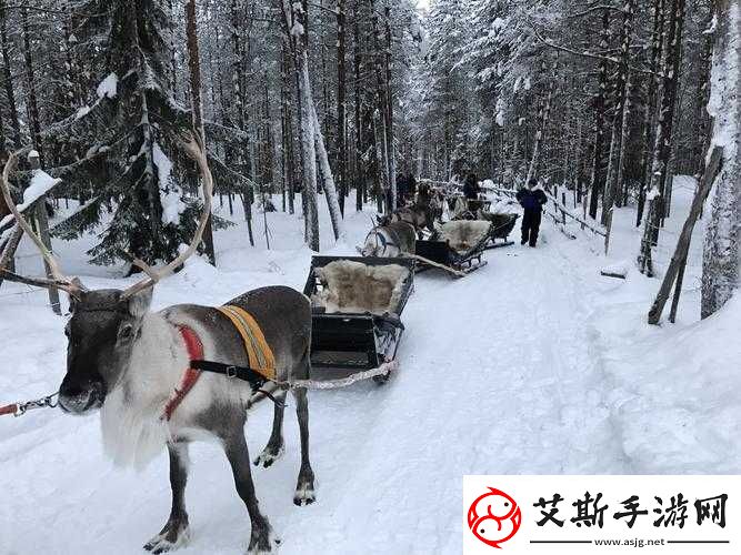 寻找冰原守卫者拉雪橇的麋鹿：它们的踪迹与生存环境！