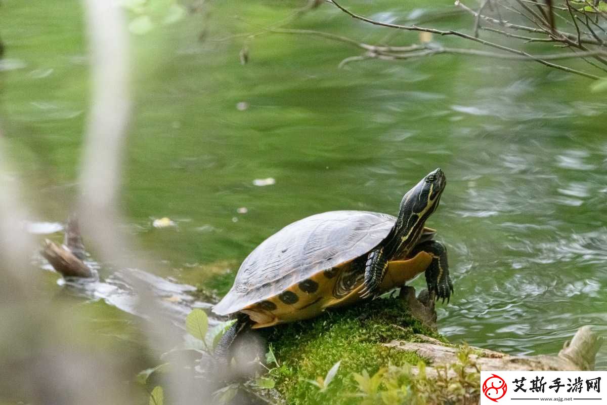 13277日本大胆：揭秘日化的神秘面纱