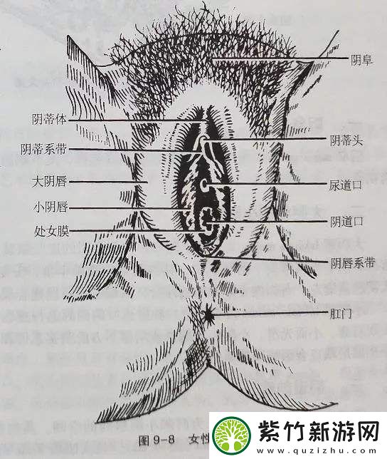 大荫蒂BBBBBB大荫蒂-网友：这是什么神仙画风